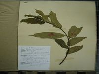 Herbarium sample